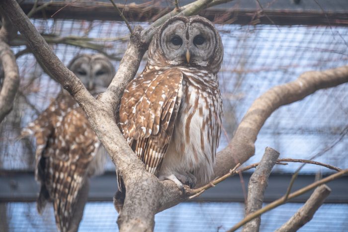 Two barred owls in the renovated Bird House aviary