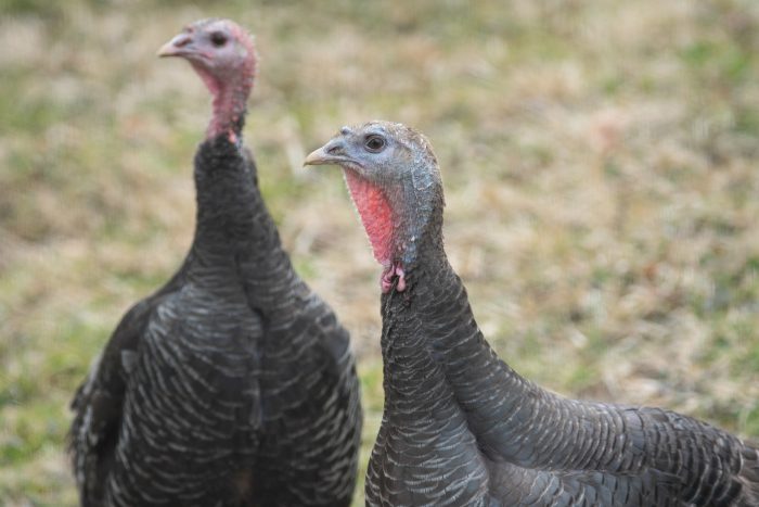 Two turkeys, one with prominent wattle