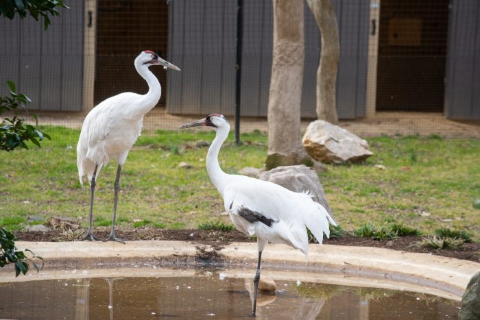 Two cranes in their new habitat at the National Zoo