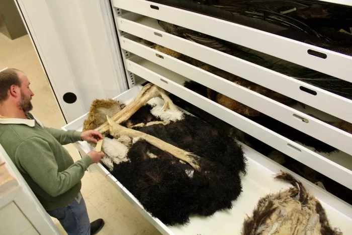 Curator examines tag on specimen in drawer, bones and feathers of ostrich