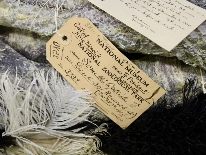 Close-up of handwritten specimen tag identifying ostrich as a gift of the King of Somalia