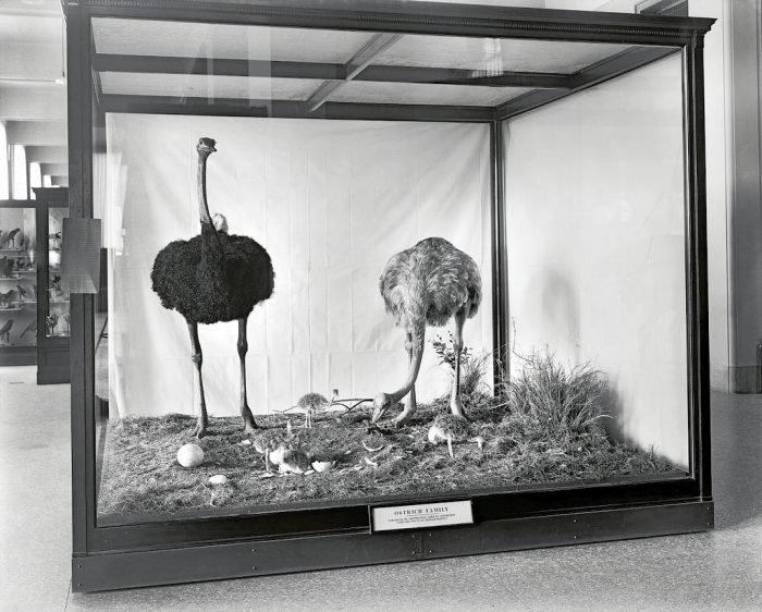 Ostriches in display case in 1910