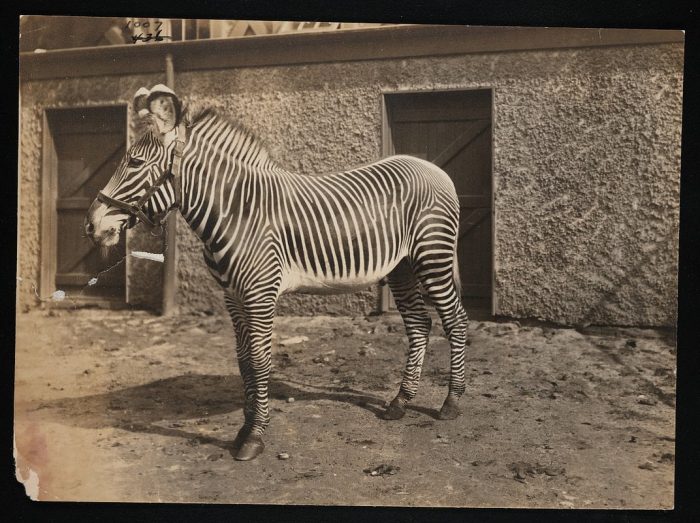 Zebra at the National Zoo, early 20th century