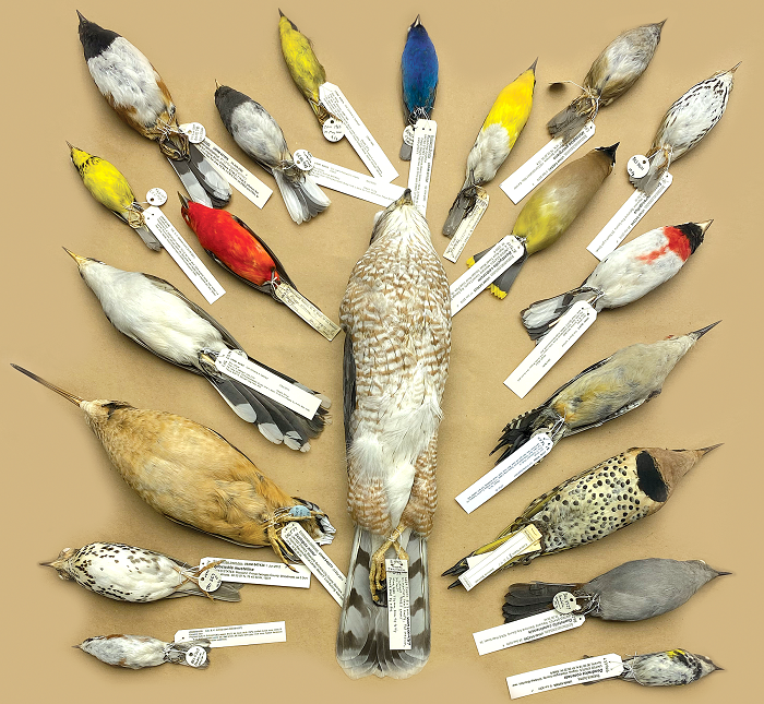 Twenty tagged bird specimens