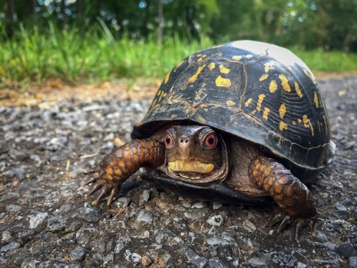 Close-up of box turtle on pavement looking into camera