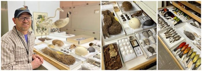 Three photos with Brian Schmidt on left, bird specimens in drawers center and right