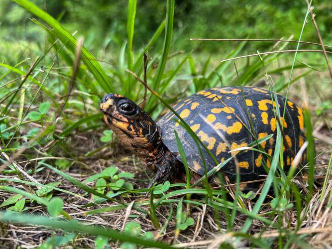 A small eastern box turtle in grass
