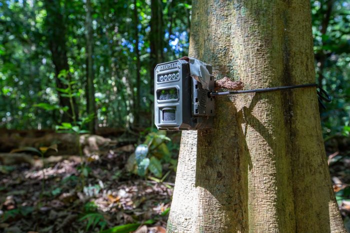 Trail cam on tree
