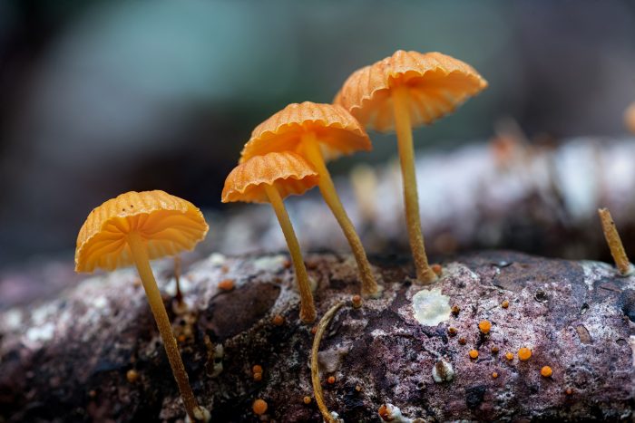Close up of small orange mushrooms