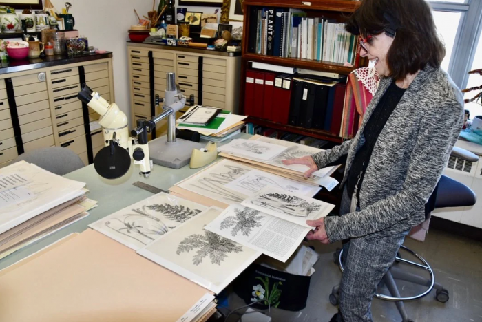 Alice Tangerini and some of her botanical drawings