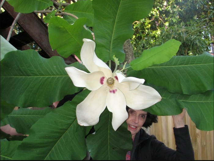 Alice peeks from behind giant magnolia flower