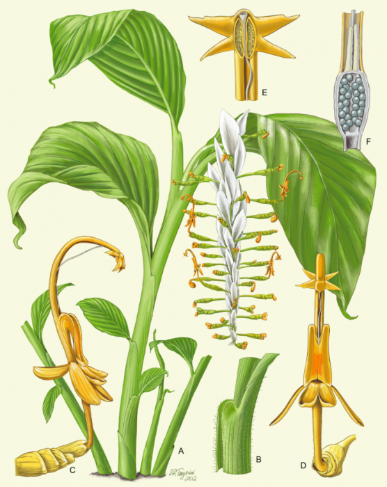Botanical illustration by Alice Tangerini