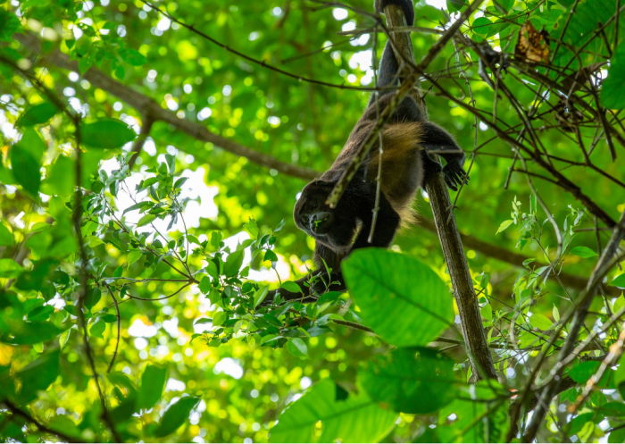 Adult howler monkey in the tree canopy
