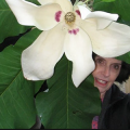 Tangerini peeks from behind giant magnolia flower