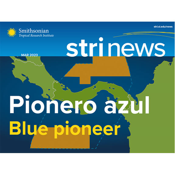 Pionero azul | Blue Pioneer