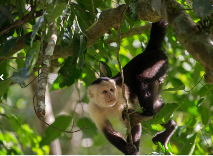 Capuchin monkey in the trees