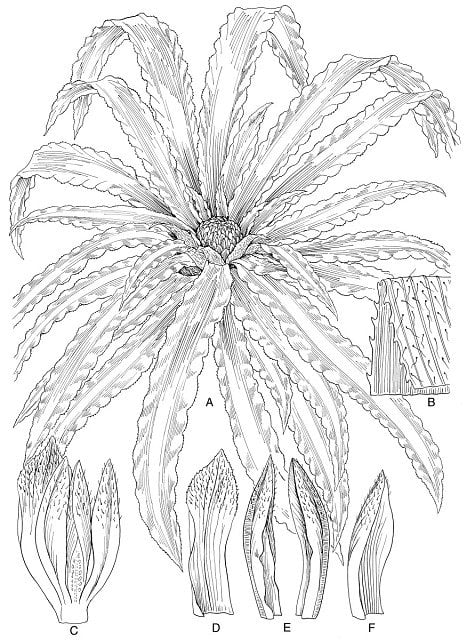 Botanical drawing by Alice Tangerini