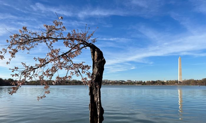 Volunteer Art Showcase: Shining a Light on the Smithsonian’s Resilience