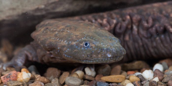 Closeup of Eastern Hellbender salamander in aquarium tank