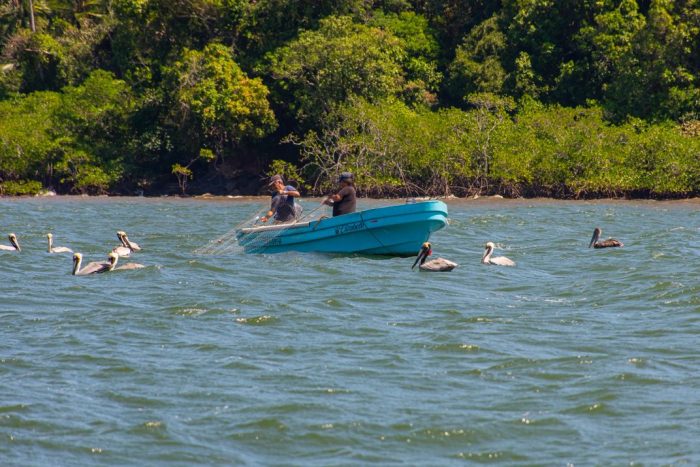 Two fishermen cast net from small boat while surrounded by pelicans