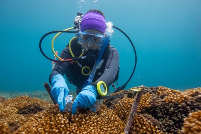 SCUBA diver collecting coral samples