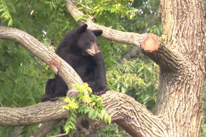 A young bear  looks down from a tree in a Washington DC backyard