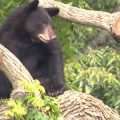 Cropped version of WTOP screenshot of young black bear in a tree