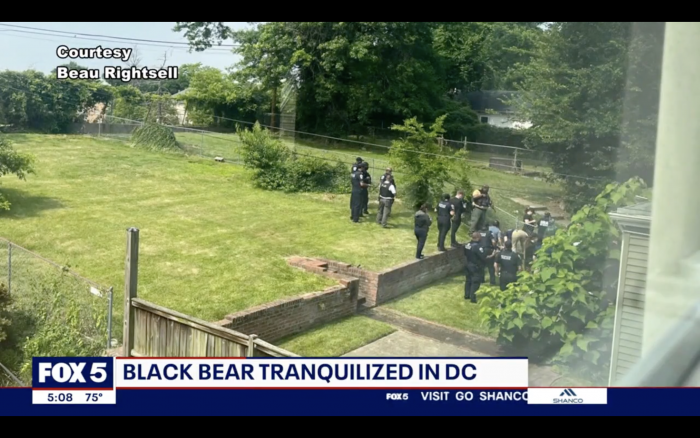 Fox 5 News image of fenced backyards