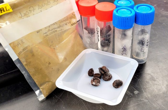 Pellets of sloth poop on a lab tray surrounded by other packaged samples