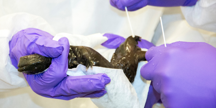 Close up of purple-cloved hands swabbing salamander with q-tips