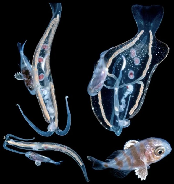 Four images of transparent fish on black background