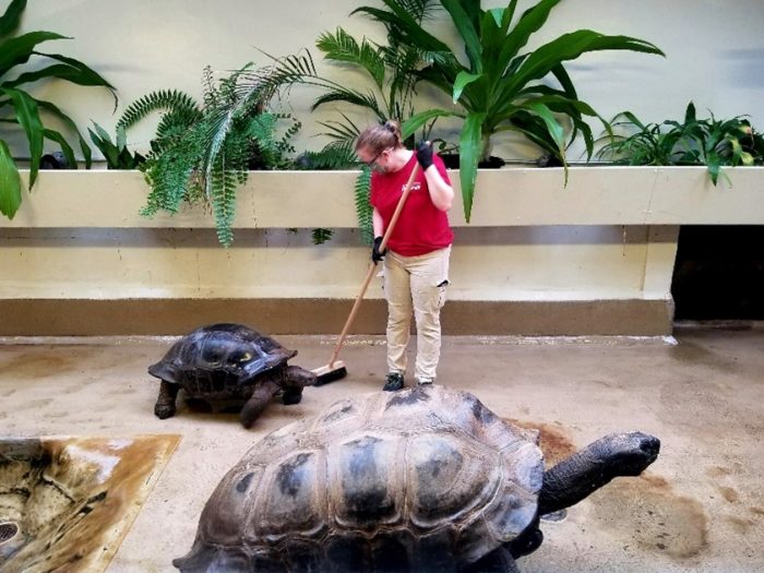 A woman in a red shirt and mask sweeps the floor with two giant tortoises nearby.