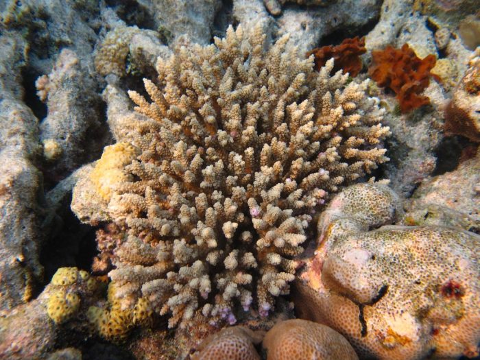 Staghorn corals in situ