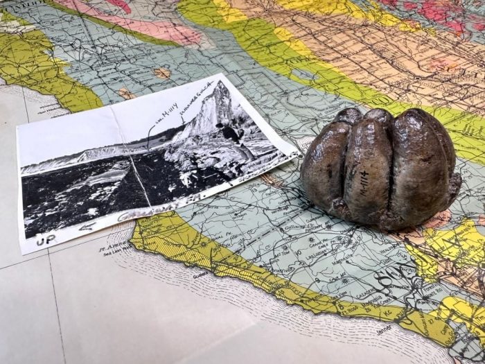 Fossil tooth lies on map alongside field notes