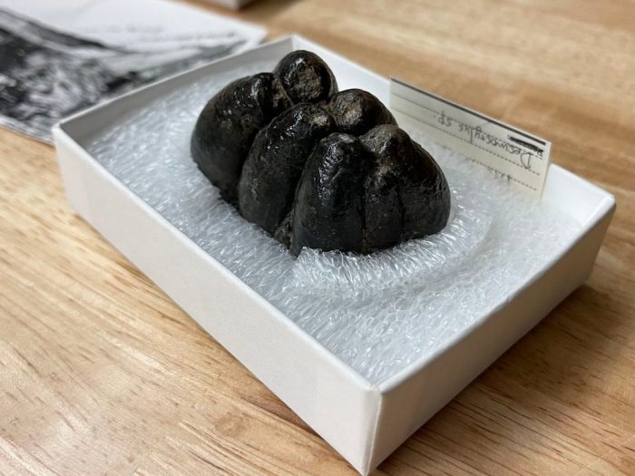 A huge fossilized molar in a specimen box