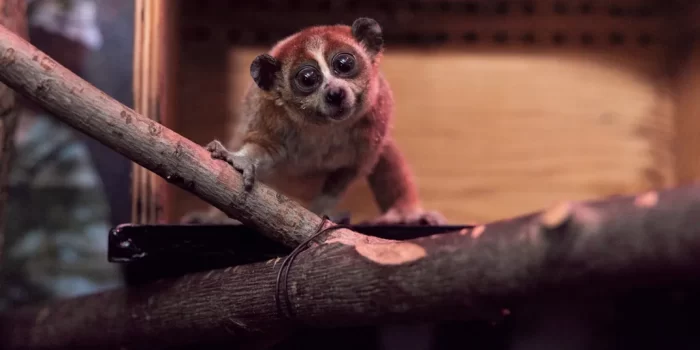 Pygmy slow loris on branch in its Zoo habitat