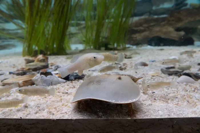 Horseshoe crab in aquarium with small fish