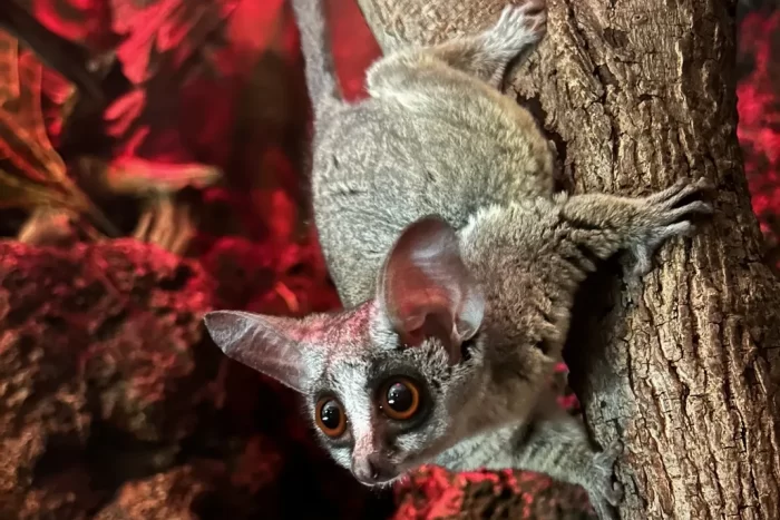 Close up of bushbaby in its Zoo habitat