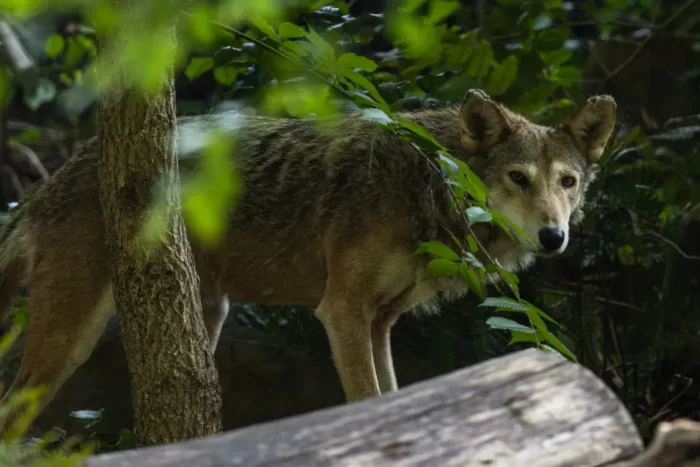 Red wolf among trees in its Zoo habitat