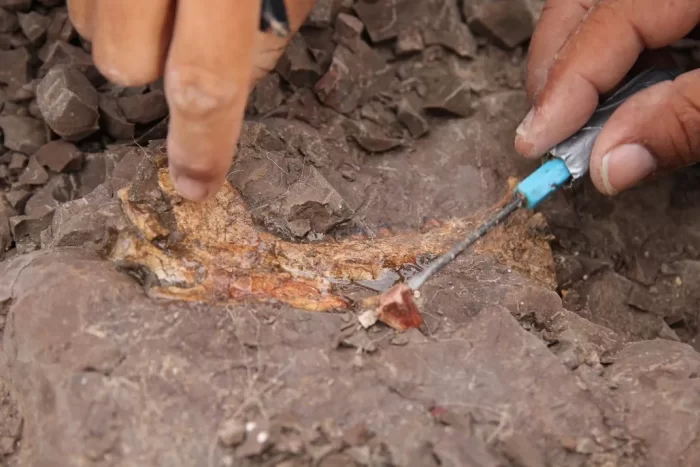 Close-up of fossil find in situ