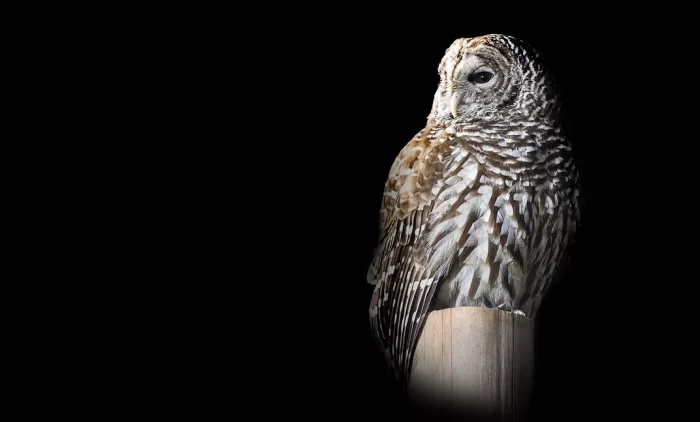 Barred owl sitting on post against black background