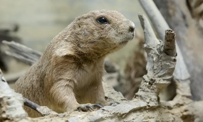 Close-up of black-tailed prairie dog in its habitat