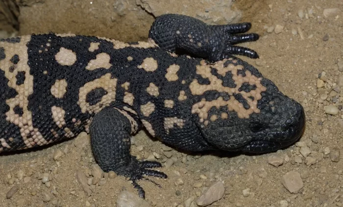 Close up of Gila Monster lizard on sandy ground