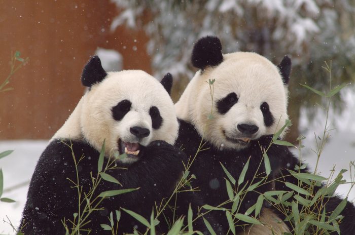 Mei Xian and Tian Tian eat bamboo in a light snowfall