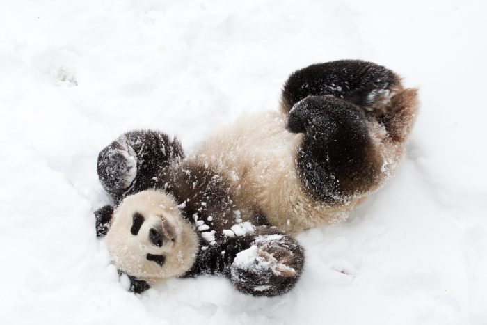 Tian Tian rolling around in the snow