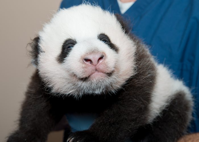 Young Bao Bao looks into the camera while being held