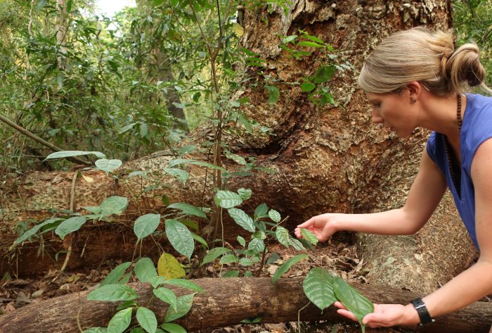 Spear checking leaves at base of large tree trunk