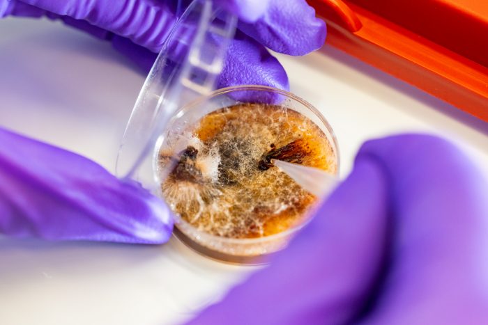 Purple-gloved hands hold a petri dish with fungus sample