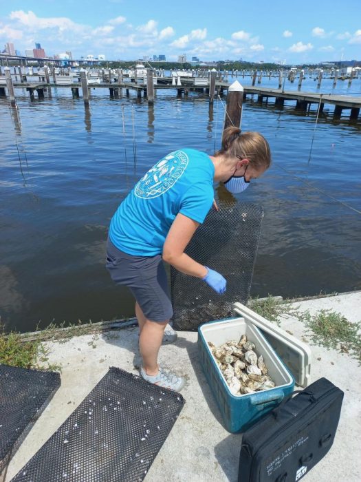 Lohan in blue T-shirt loads oysters into cooler