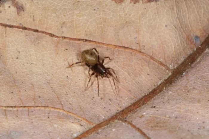 Close up of spider on leaf